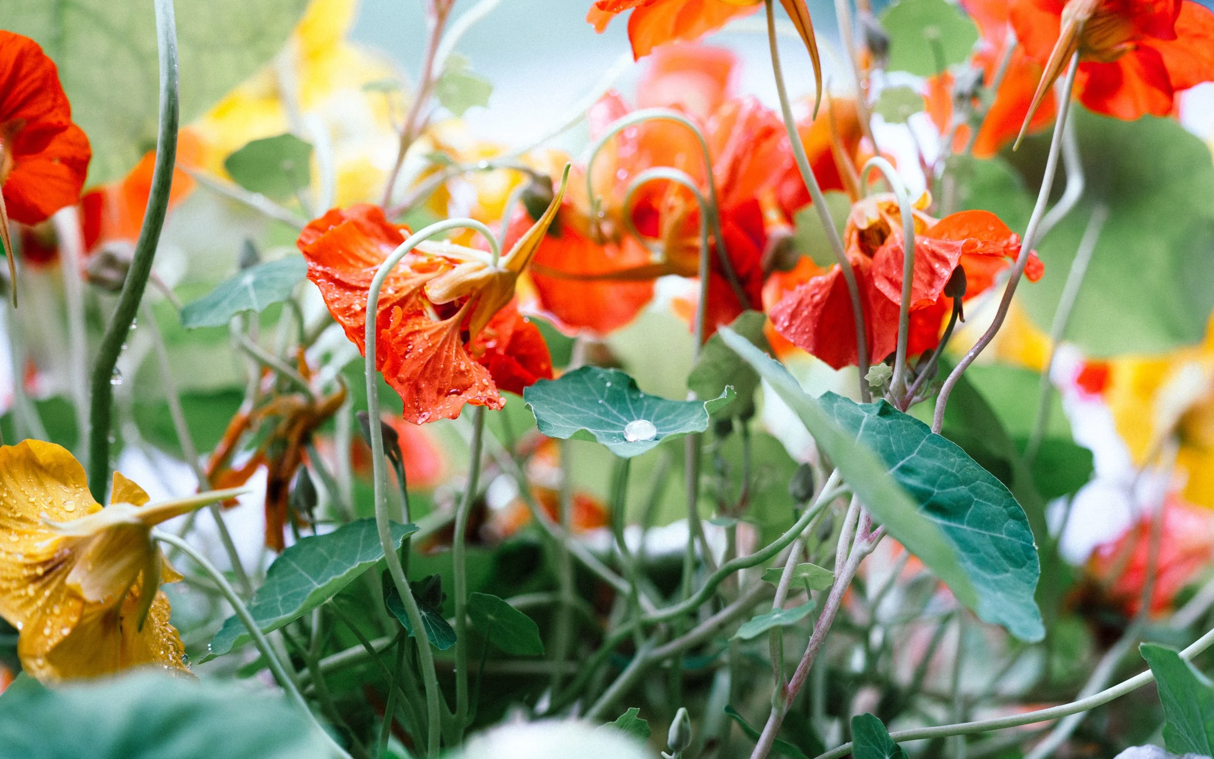 Iler-stoe-343137-unsplash
