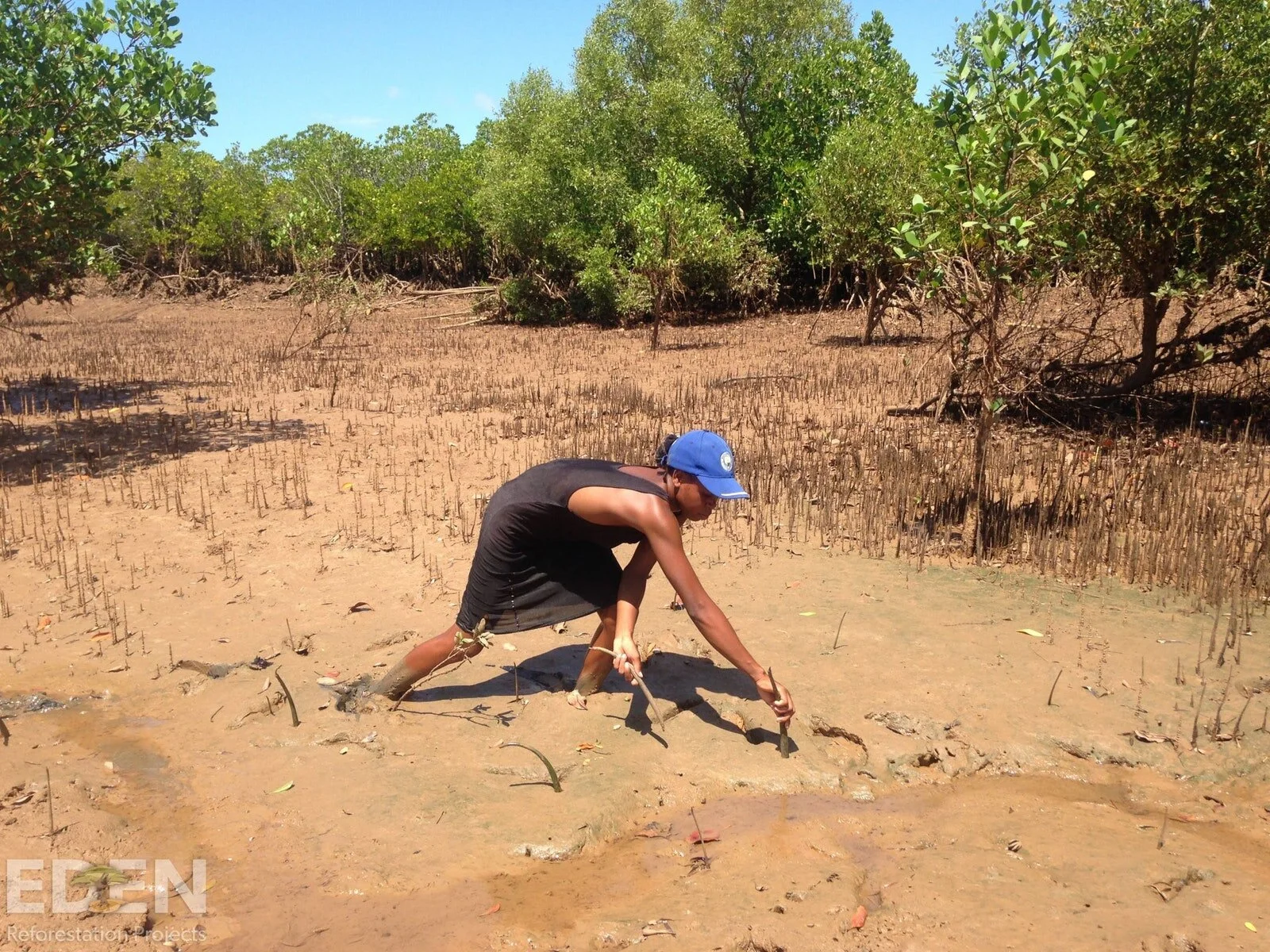 Trees being planted in Madagascar
