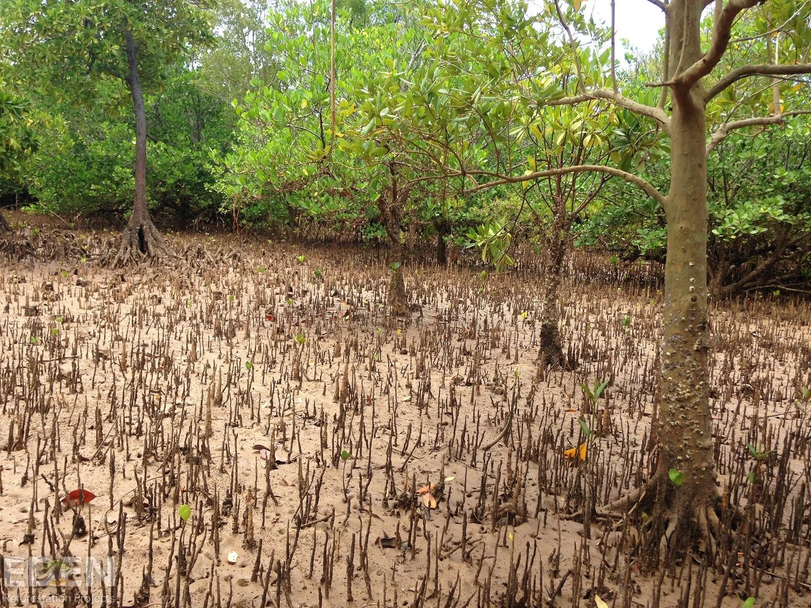 New Trees