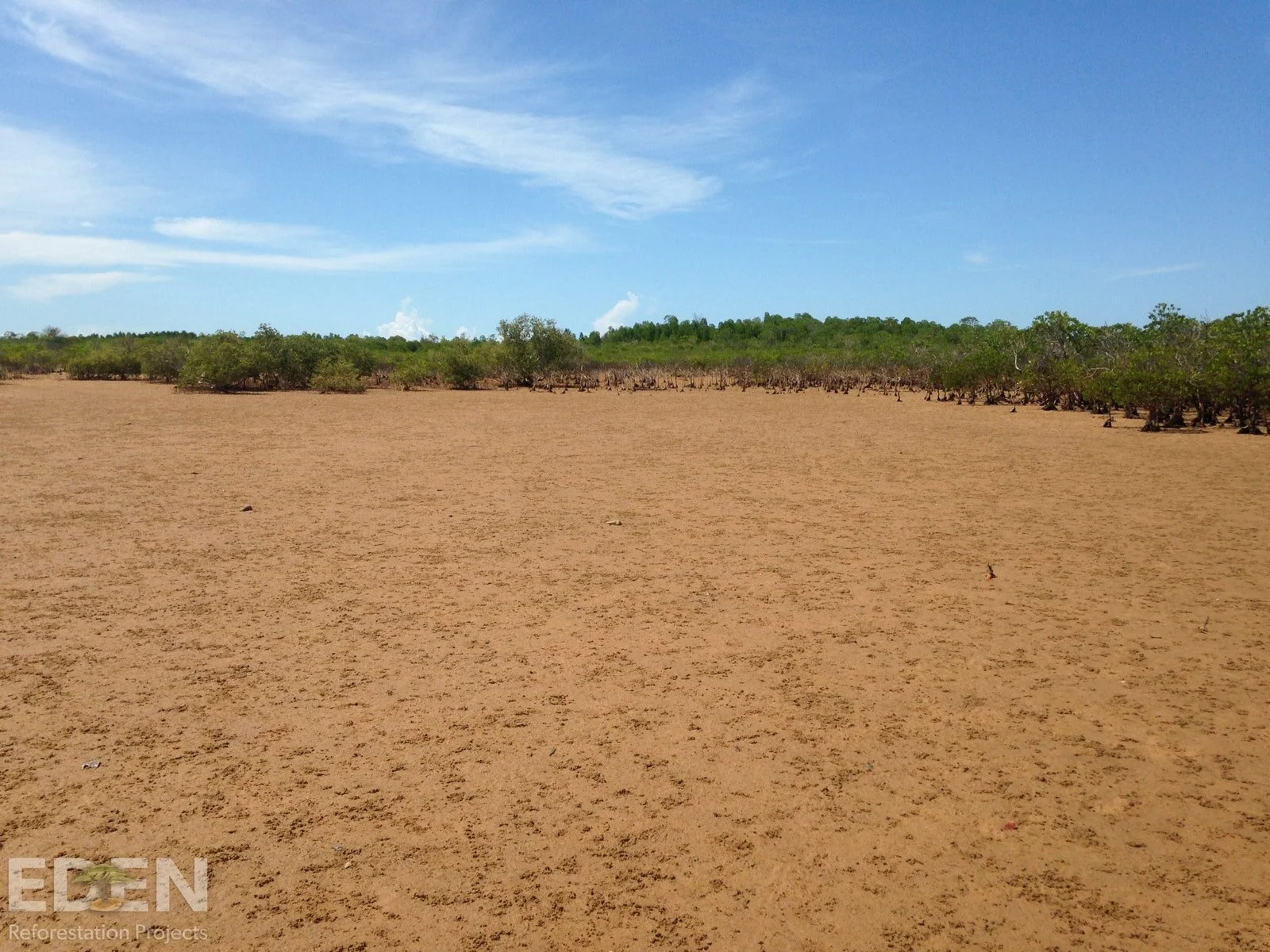 This area will be filled with new trees over the coming weeks!